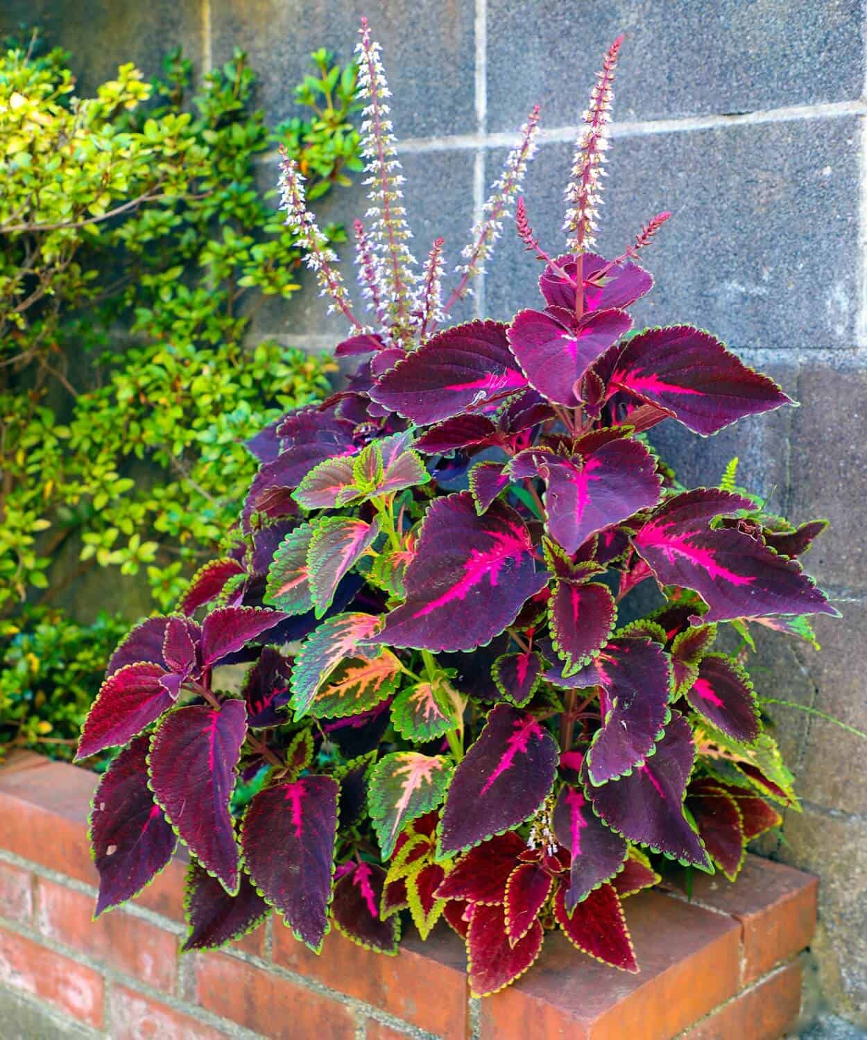 Light requirement for coleus - shade vs sun