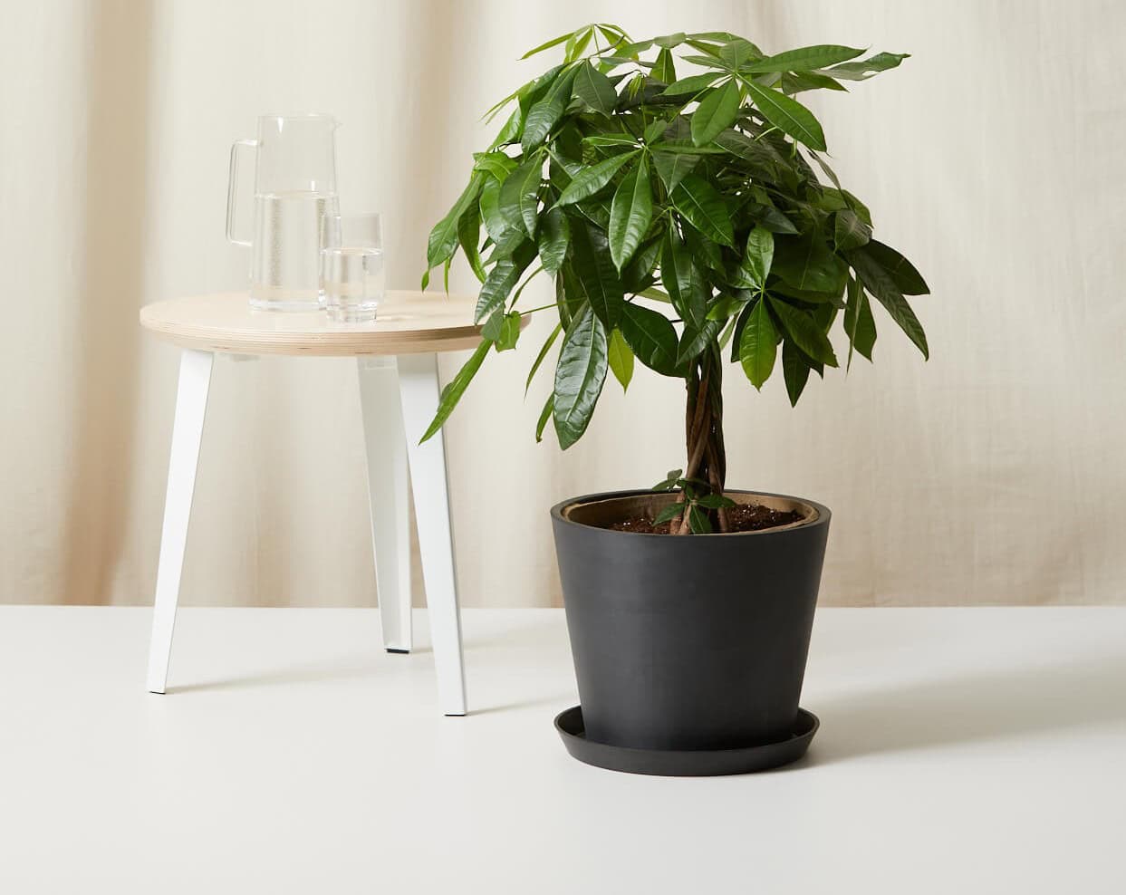 charlie philodendron Philodendron Red Beauty - Quality Houseplants | Hortology