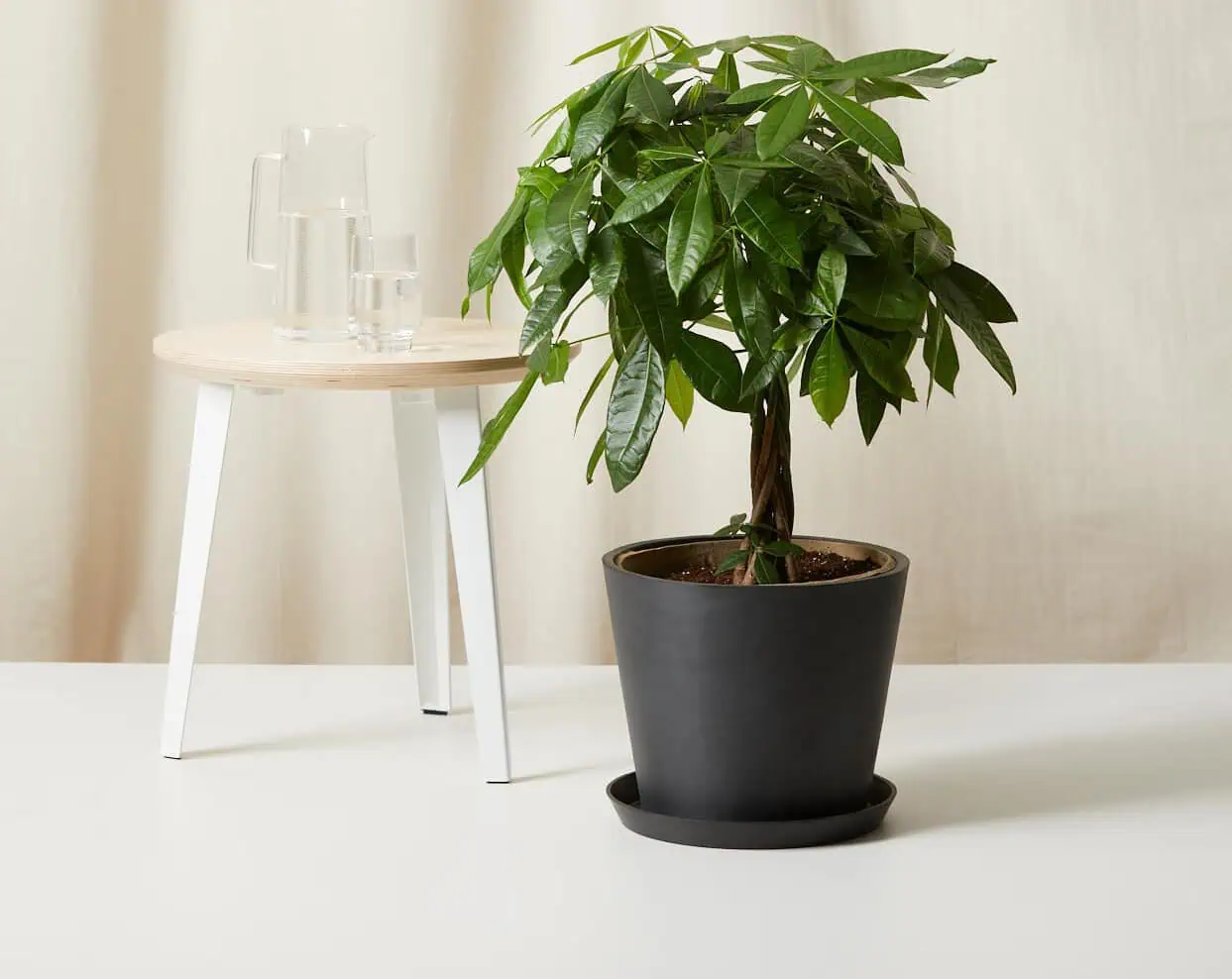 Money Tree Care - Light Requirement
