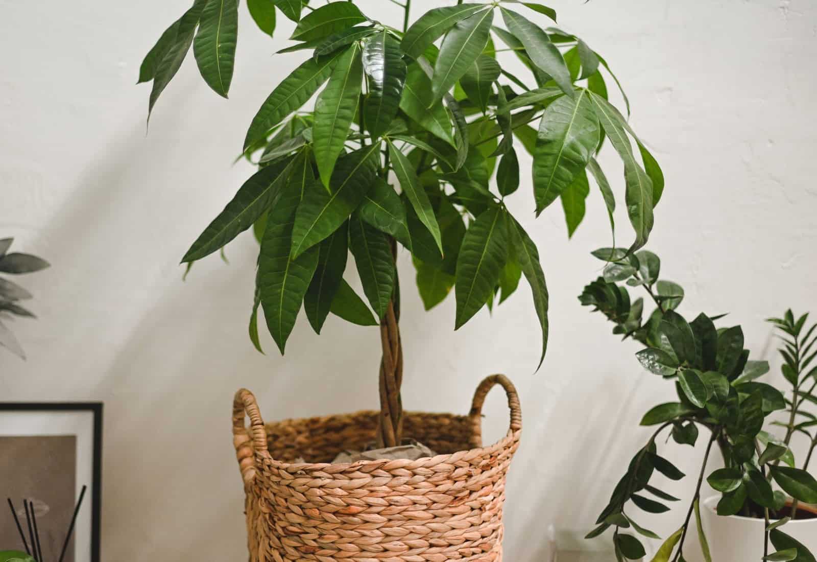 Easy Tips & Tricks for Money Tree Plant Care - Hort Zone