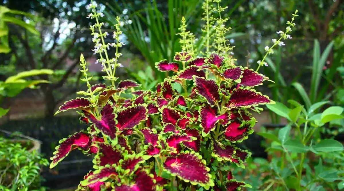 Overwintering - Coleus grown outdoor