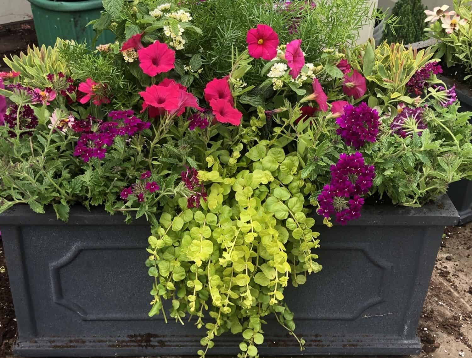 Plants Arrangement in the Container Plants Arrangement in the Container