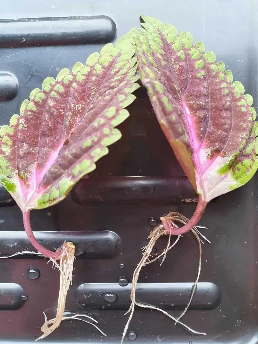 Propagating Coleus from Cuttings