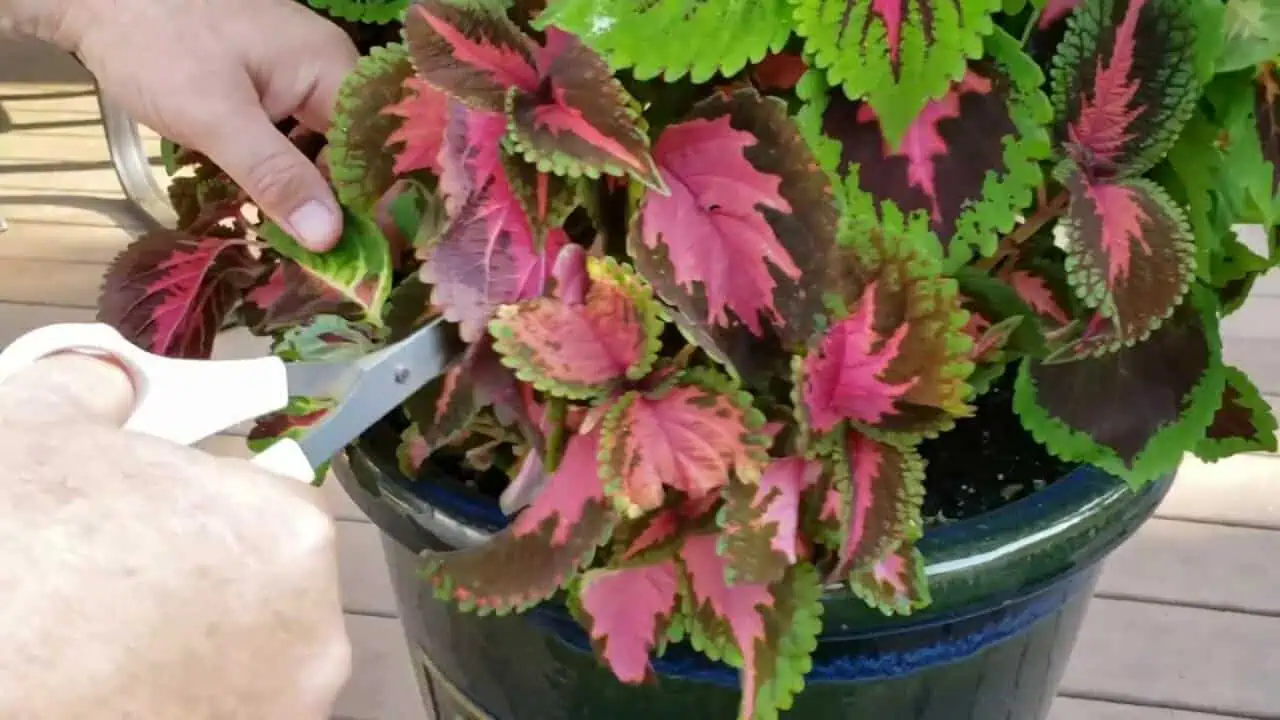 Pruning coleus