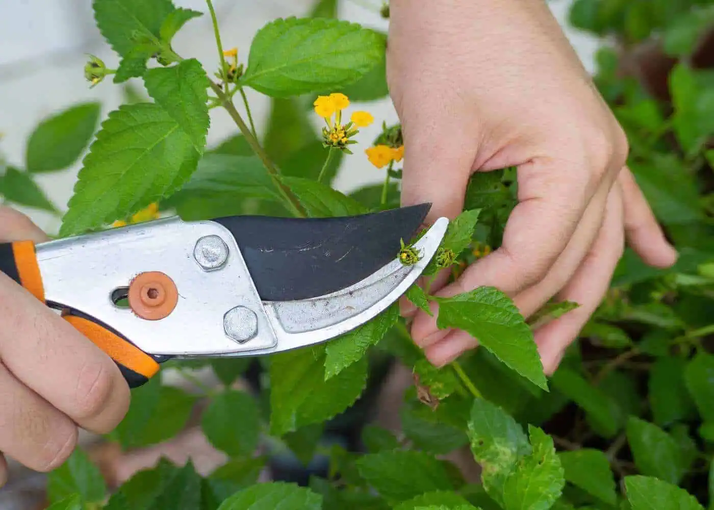 Pruning to Maintain a Beautiful Display Pruning to Maintain a Beautiful Display