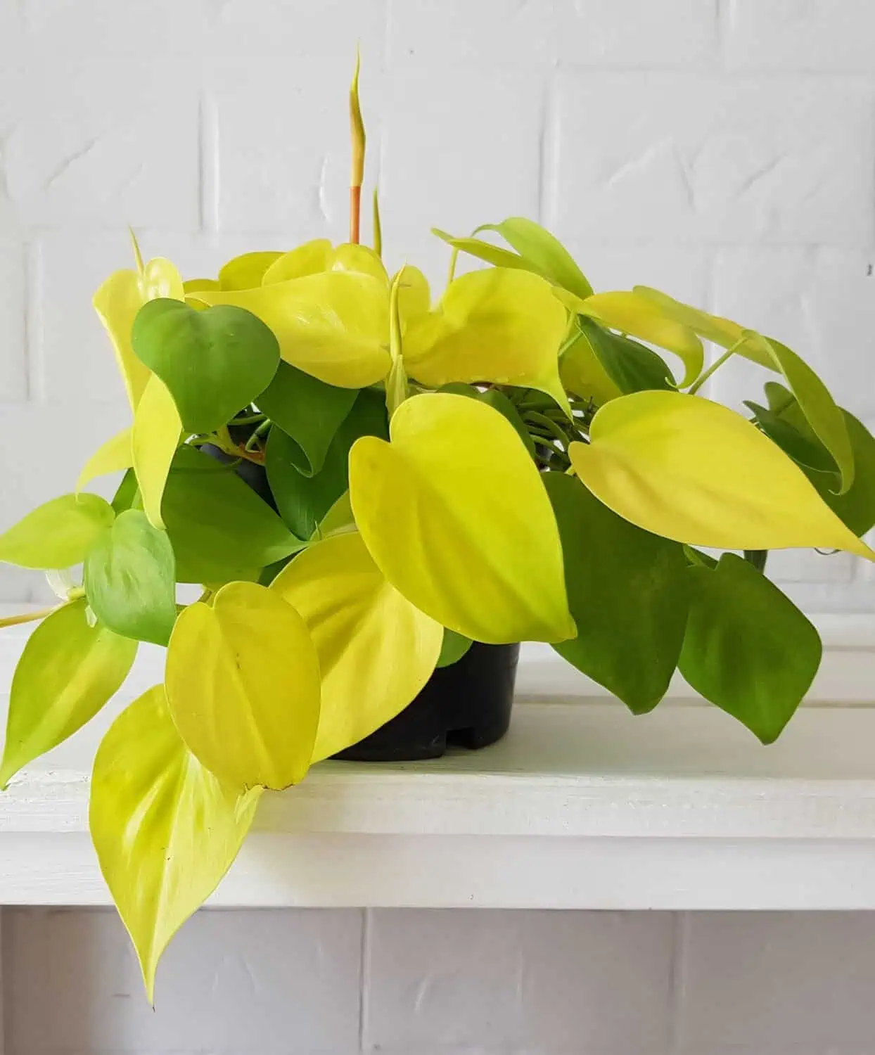 Turn a Shelf into a Hanging Garden