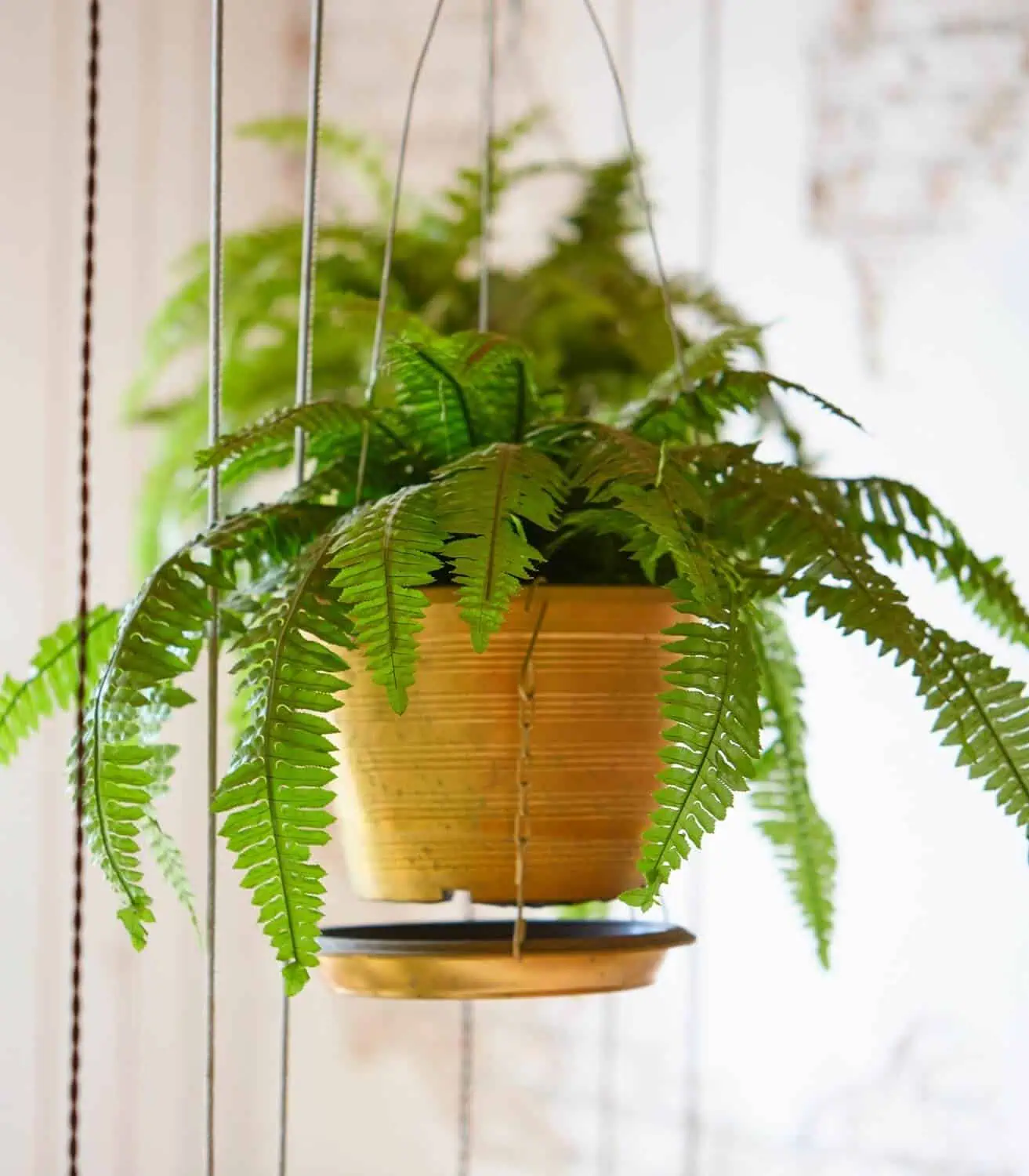 Use Hanging Plants in Small Apartments