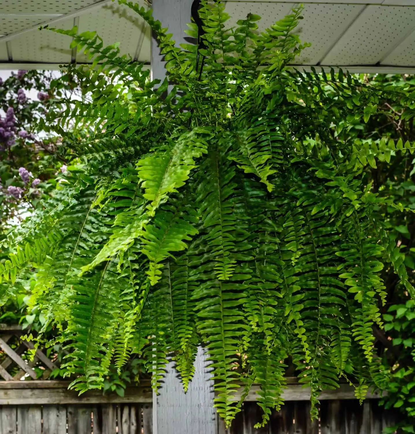 Use Plants to Soften Ceiling Lines
