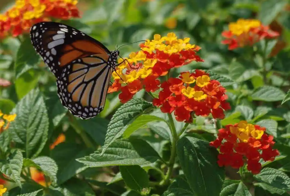 Why Pollinators Love These Containers Why Pollinators Love These Containers