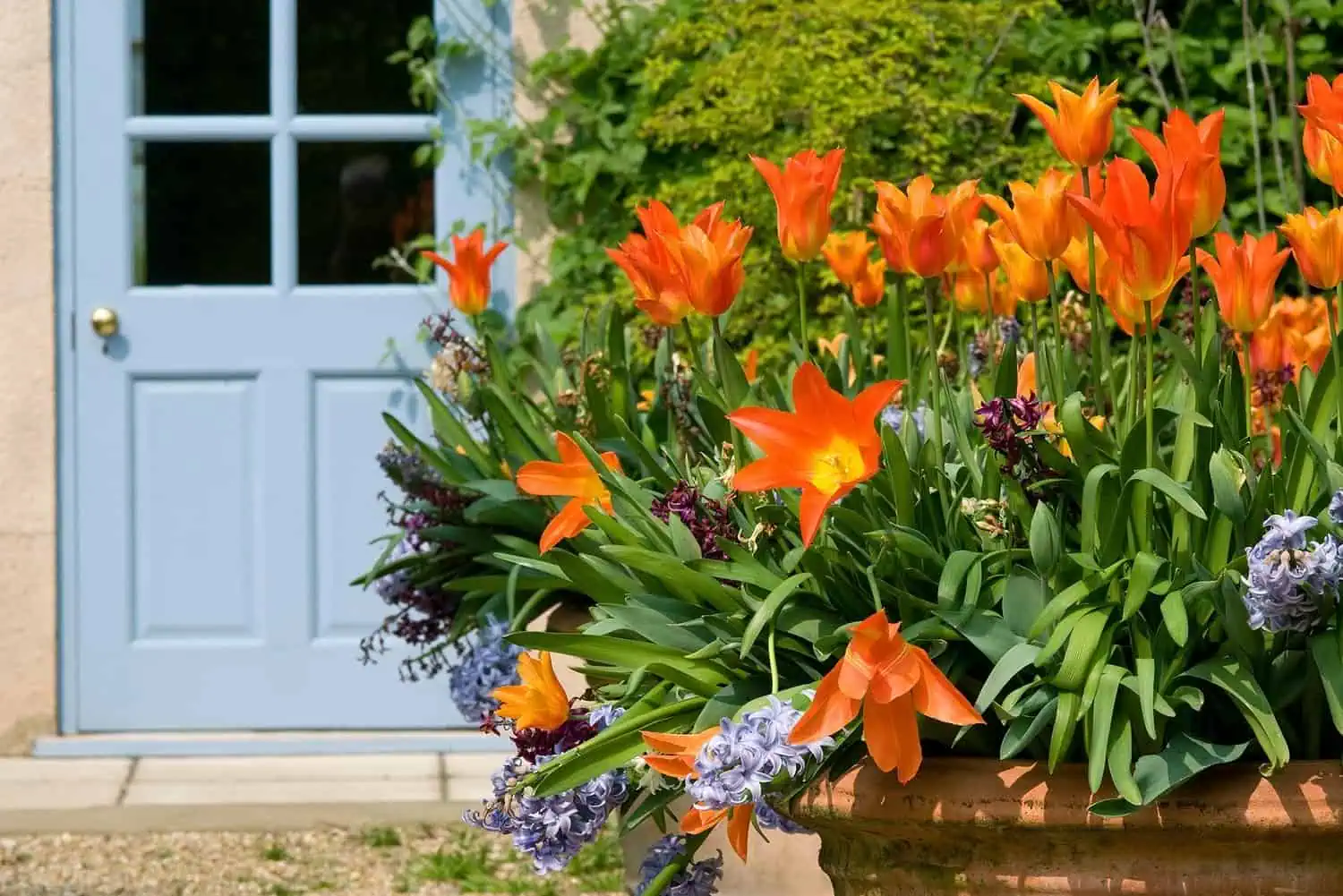 A Large Pot Planter for a Grand Entrance