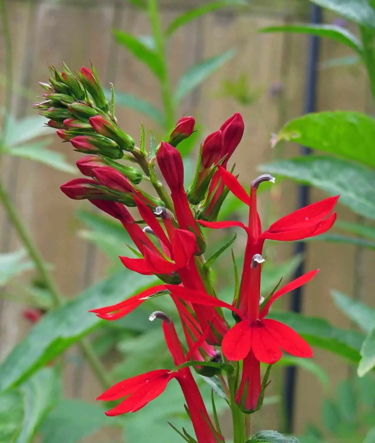 Cardinal Flower (Lobelia cardinalis)