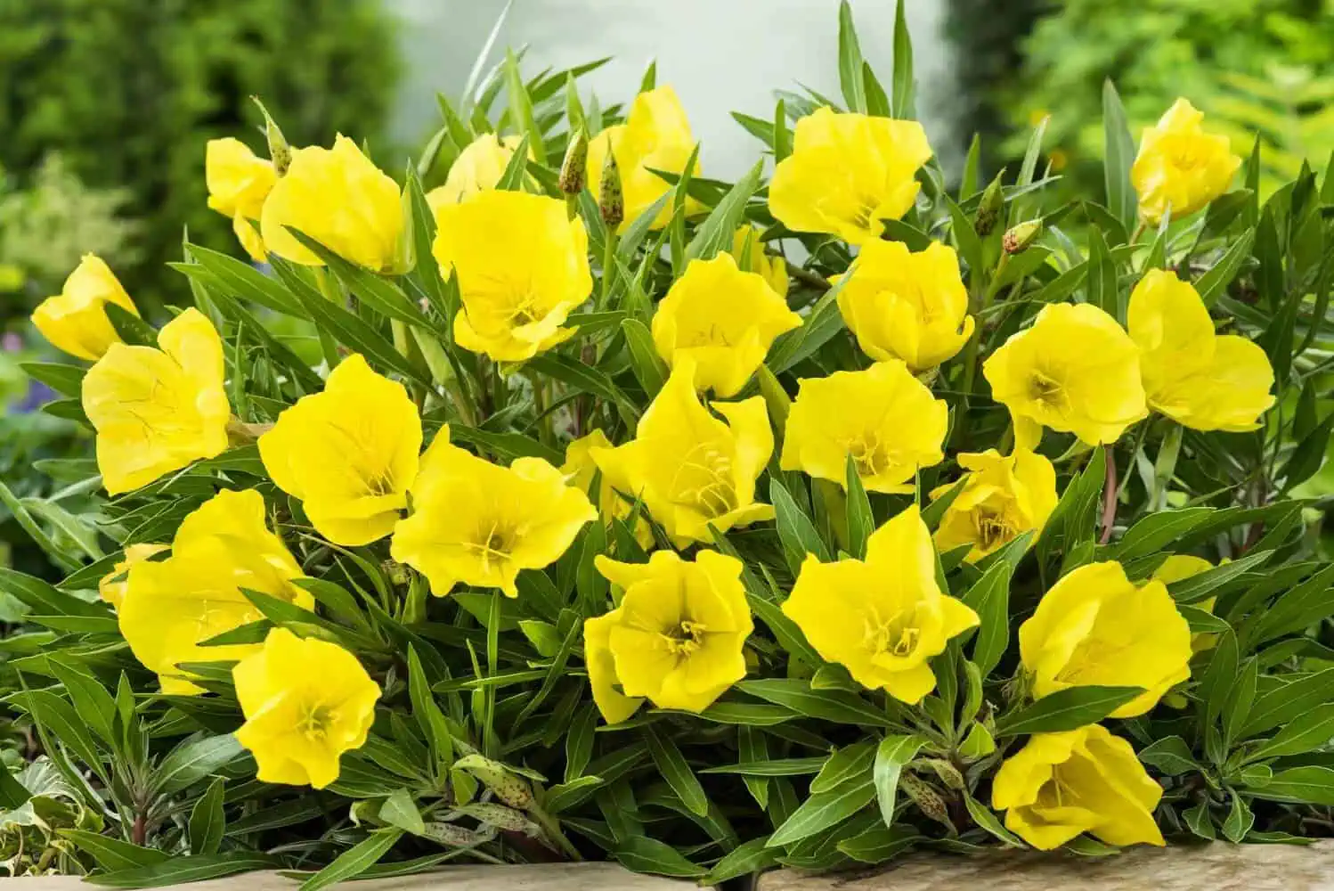 Evening Primrose (Oenothera biennis)