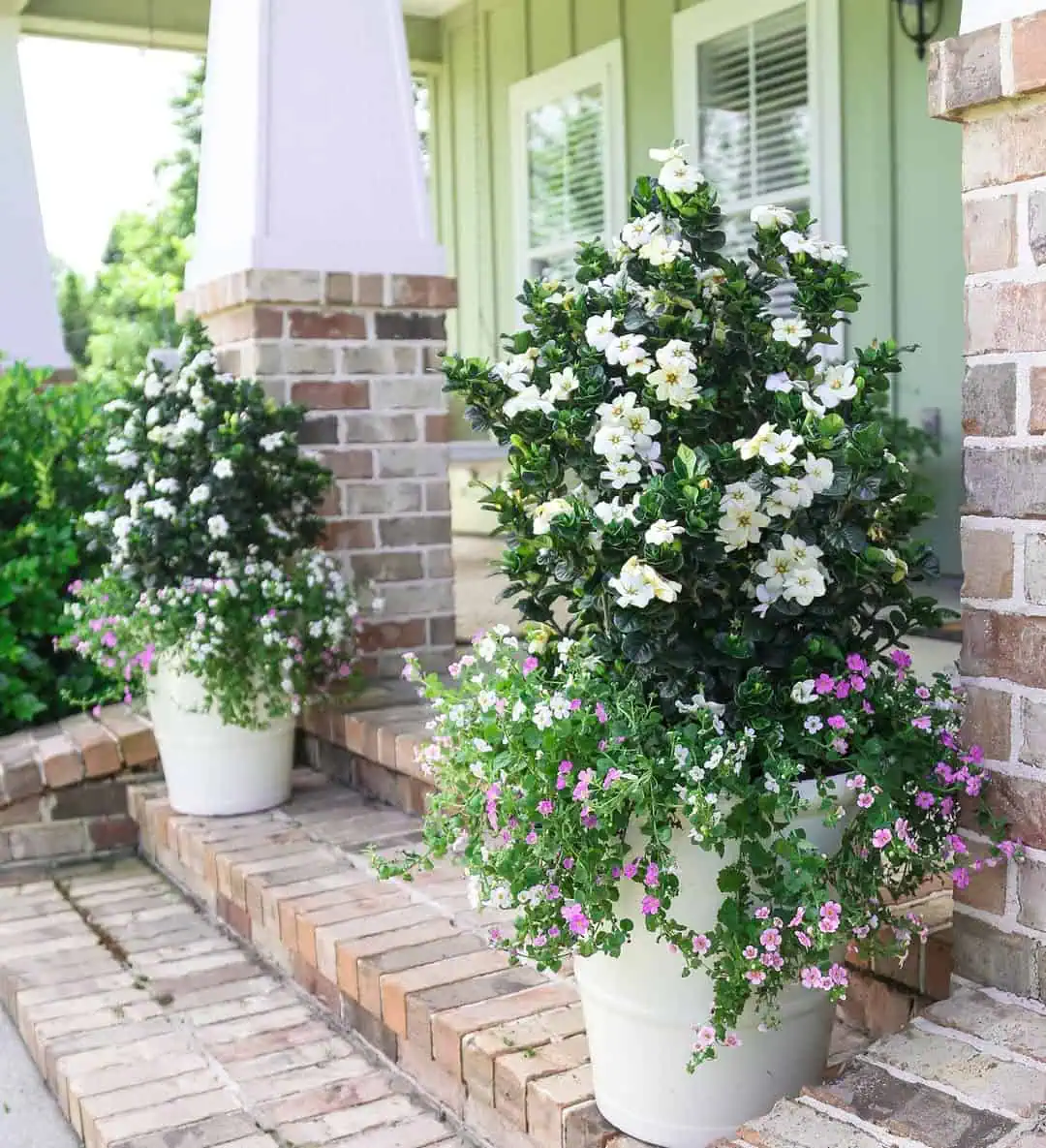 Fragrant Flower Pots Near the Doorway