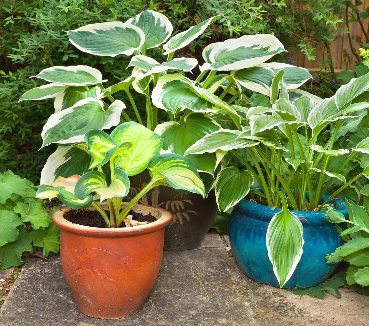 Hostas and Other Shade Foliage Plants