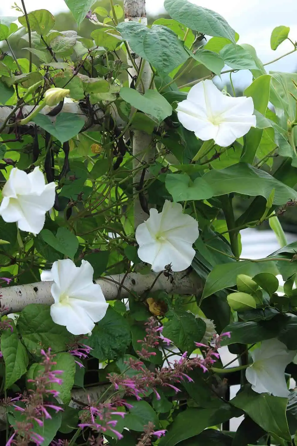 Moonflower Vine (Ipomea alba) in Bloom