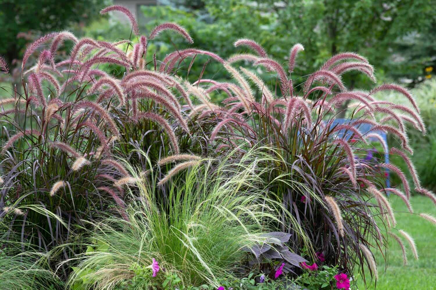 Native Ornamental Grasses
