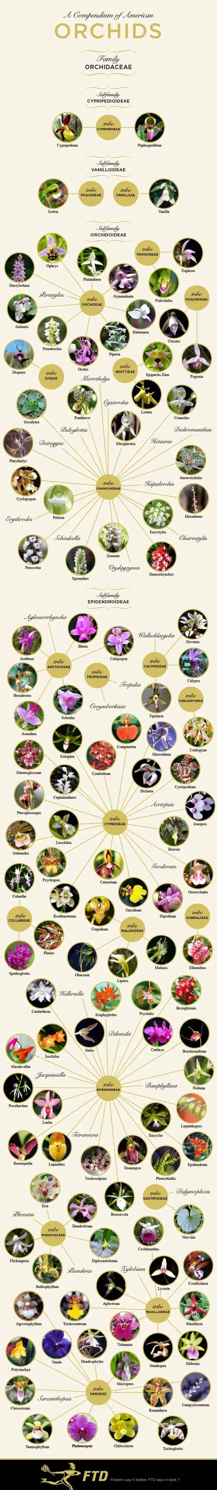 Orchid identification chart graphic