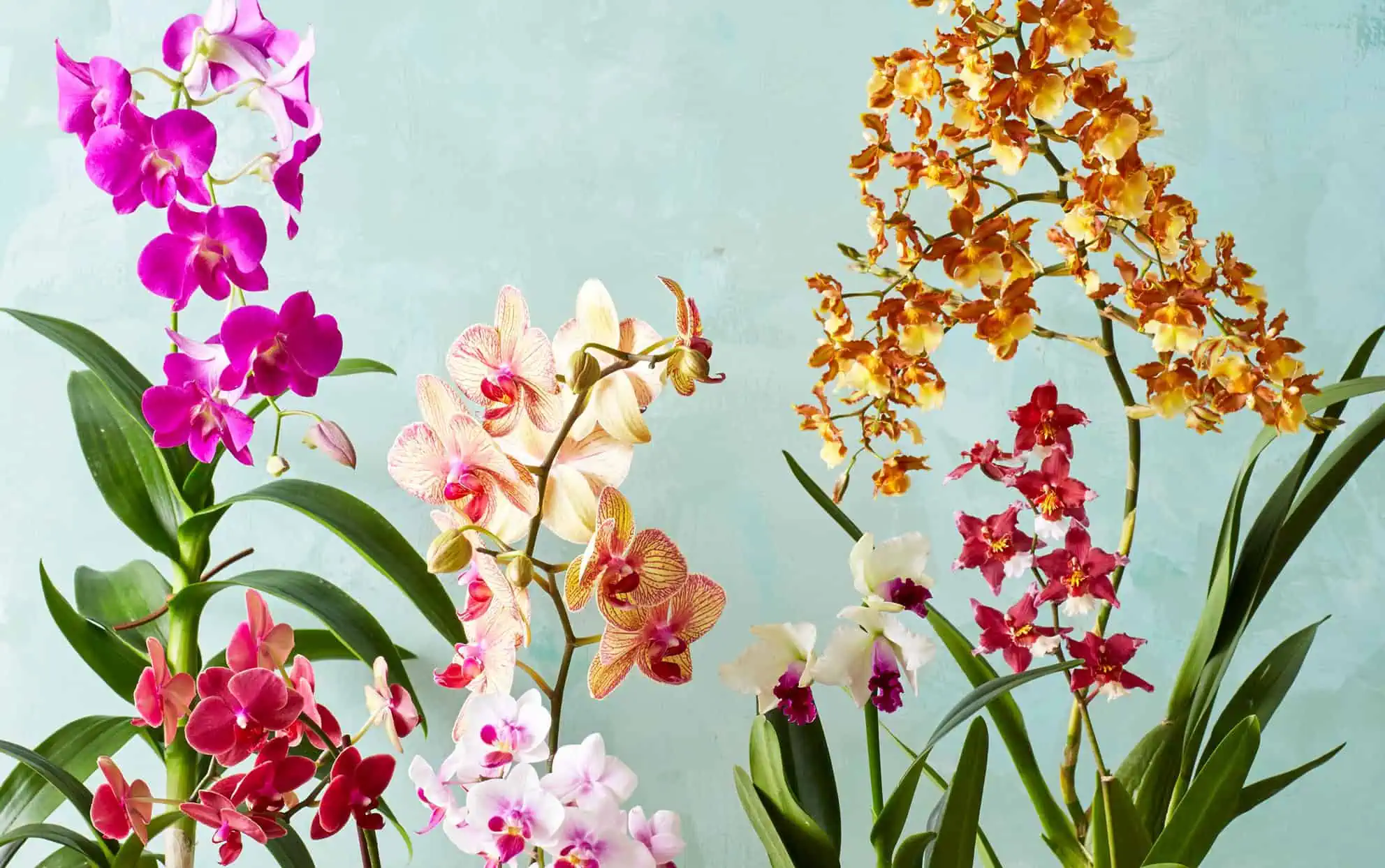 Orchids Identification Chart - Indoor Flowering Plants Featured