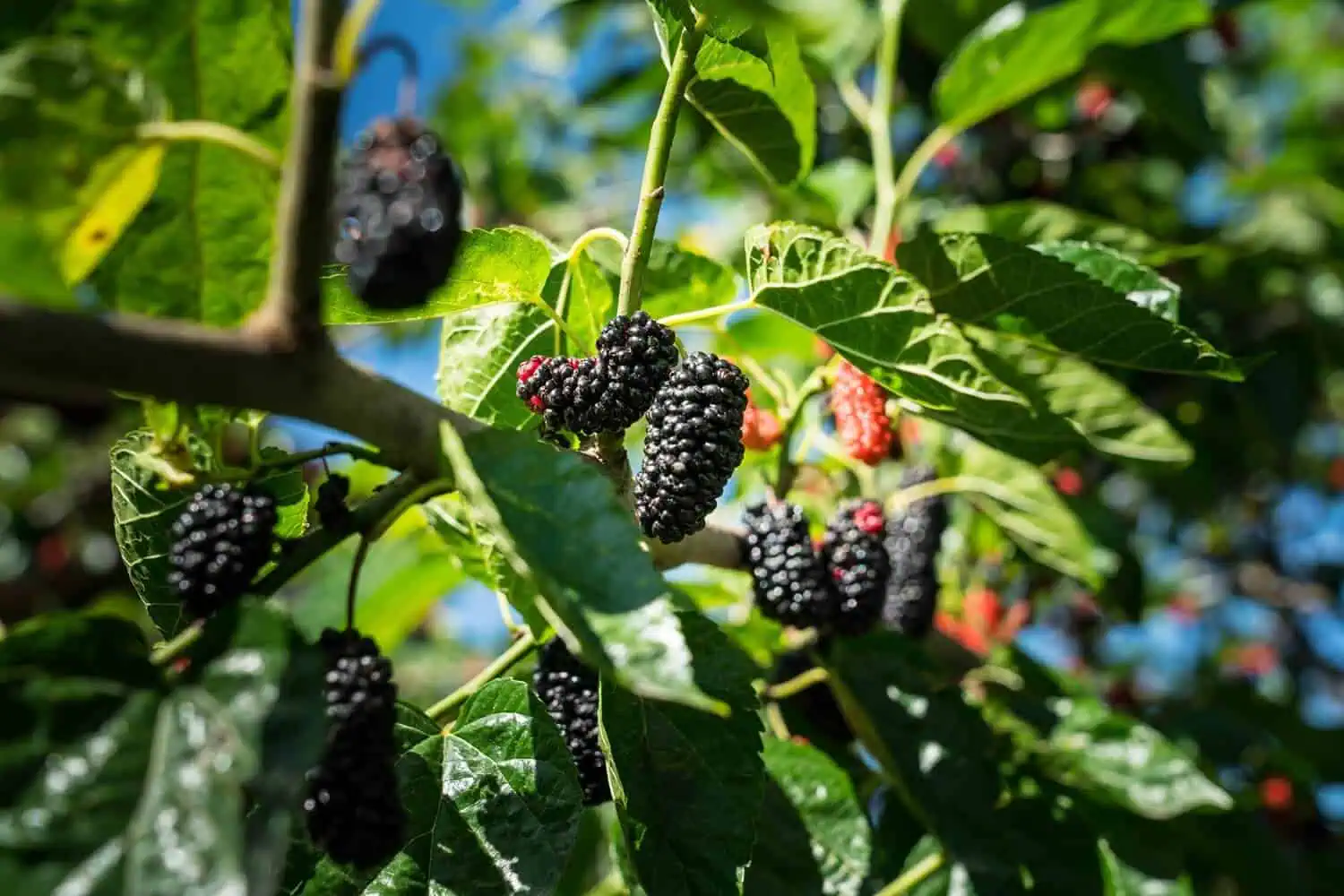 Planting Blackberries in Pots Featured