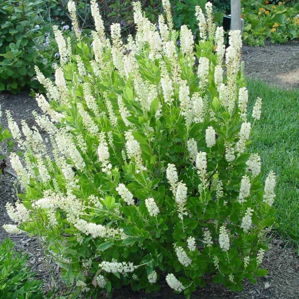 Summersweet (Clethra alnifolia)