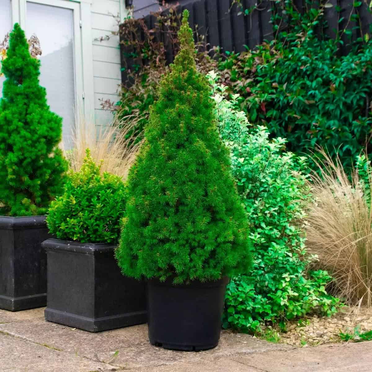 Use Evergreens Planter Pots