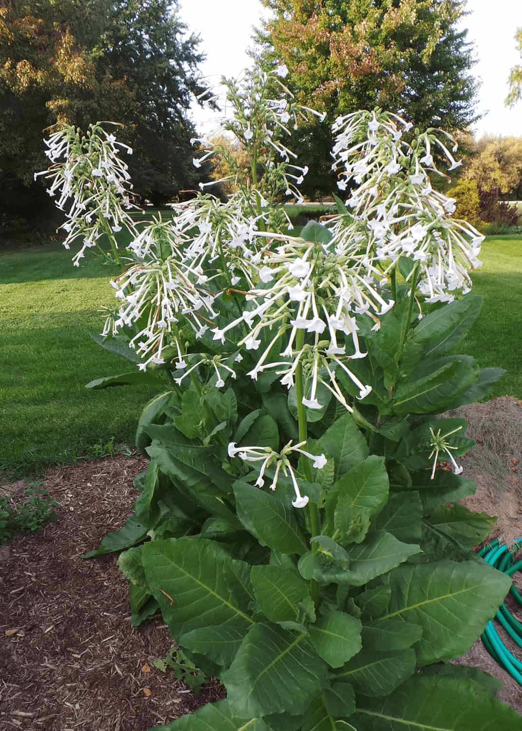 White Tobacco (Nicotiana sylvestris)