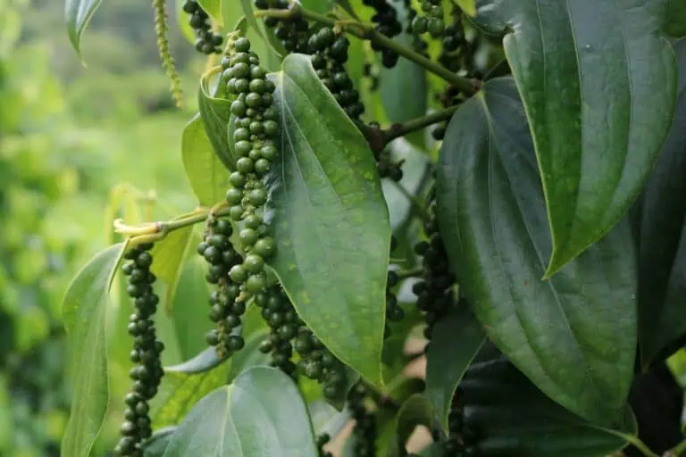Black Pepper Plant Care Featured