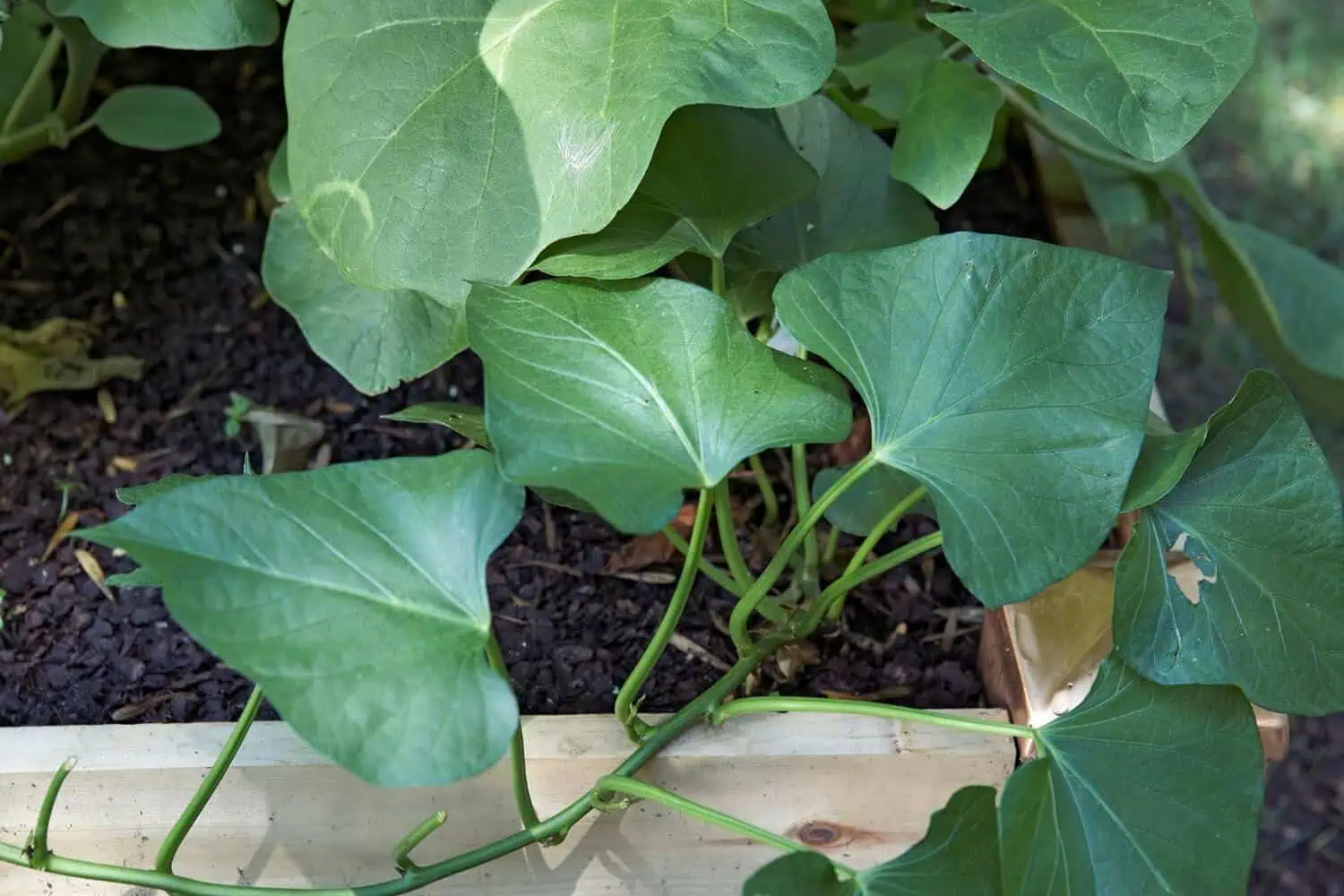 Care for your Sweet Potato Plants
