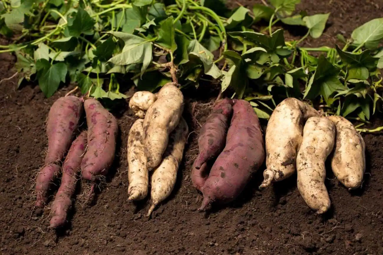 Choose the Right Sweet Potato