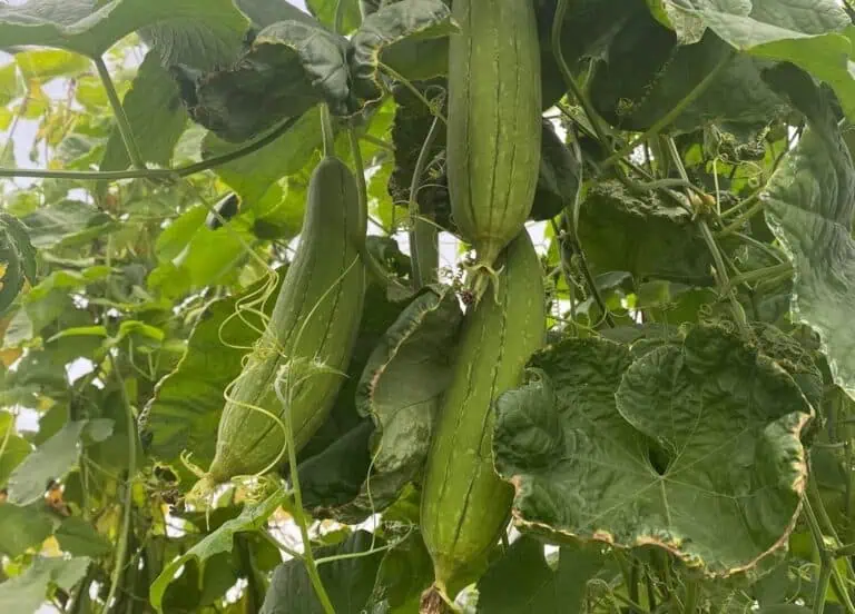 Growing Loofah Sponge Plant Featured