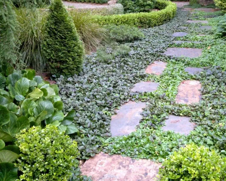 How to Cover Dirt in Your Backyard Featured