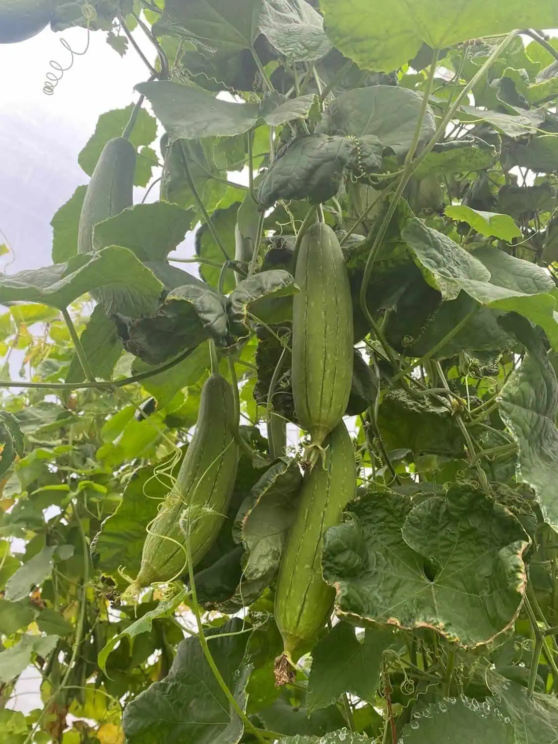 Mature Fruits and Harvesting