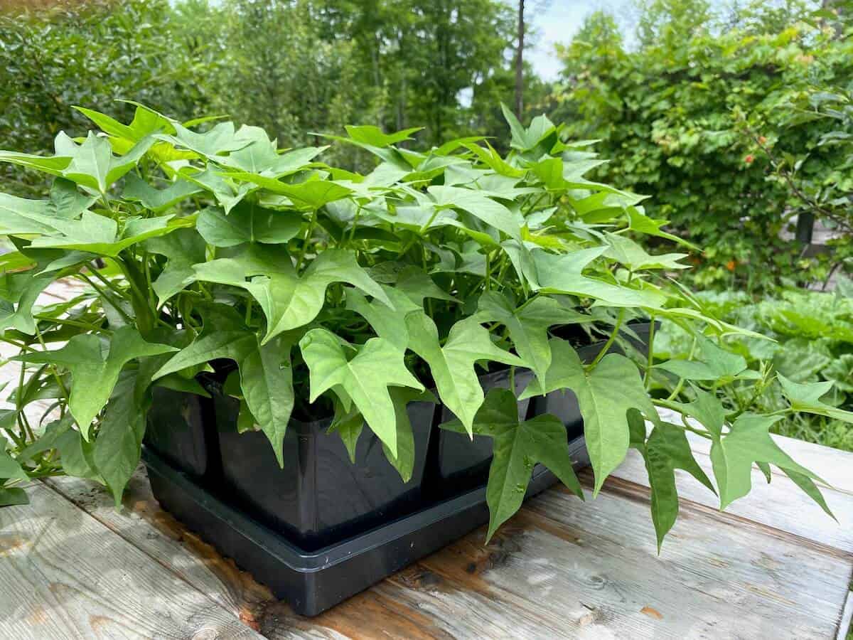 Planting your Potato Slips