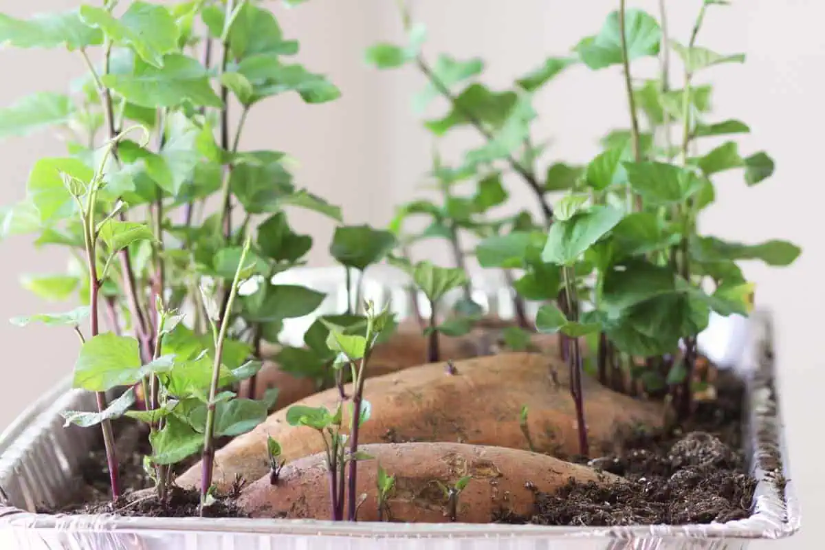 Starting Sweet Potato Slips in Soil