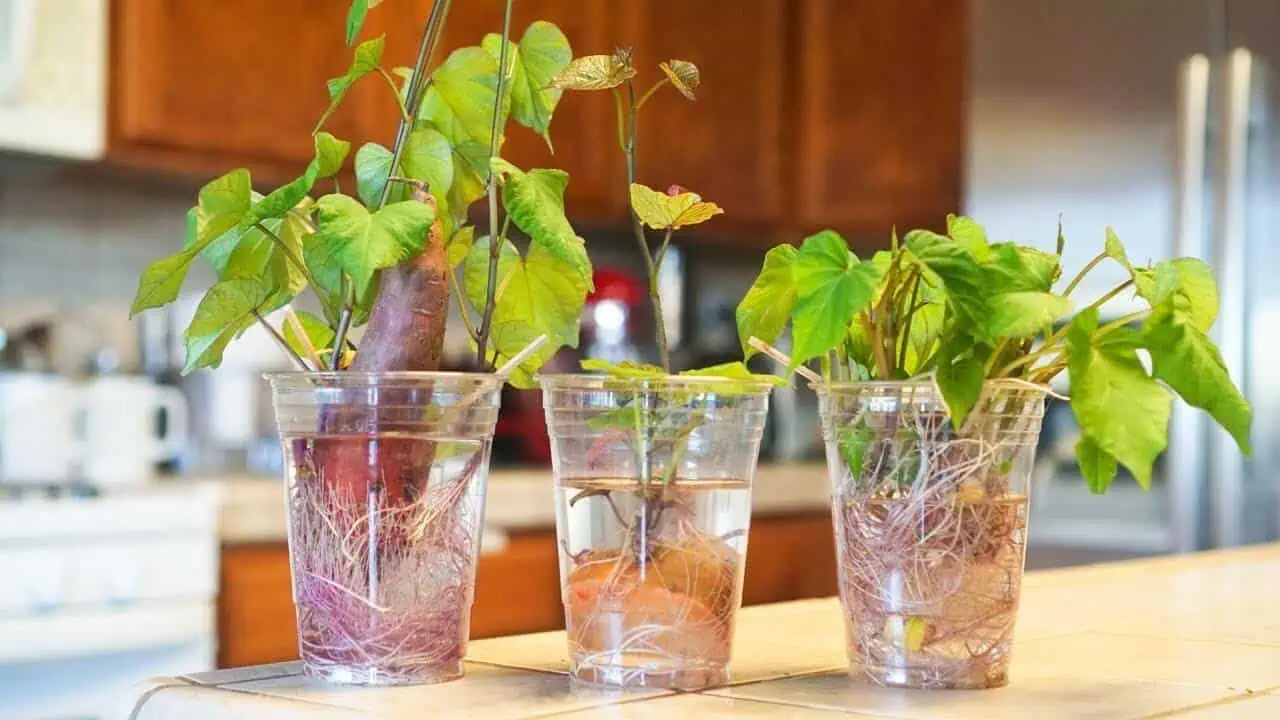Starting Sweet Potato Slips in Water