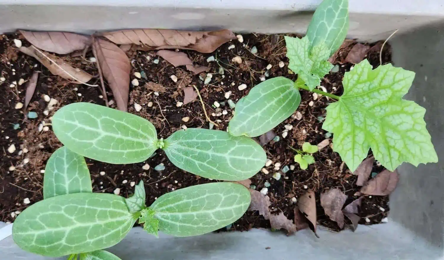 Transplanting Loofah Seedlings