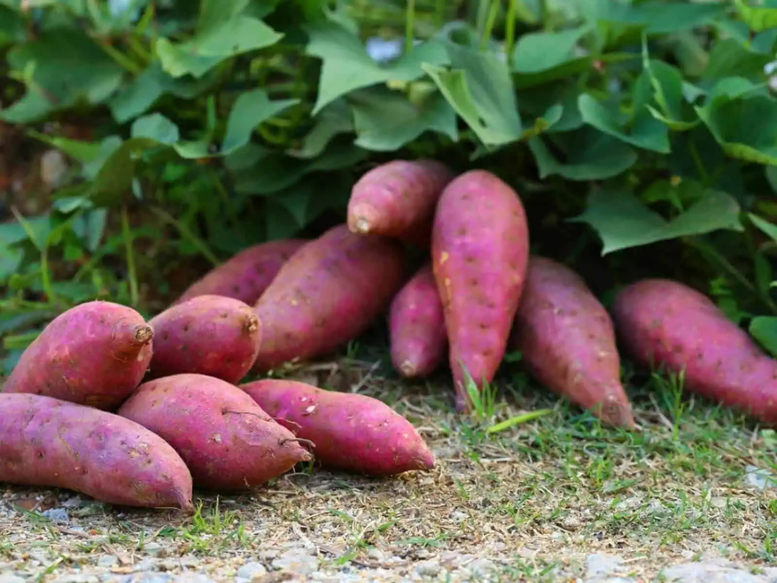 When and how to harvest Sweet Potatoes