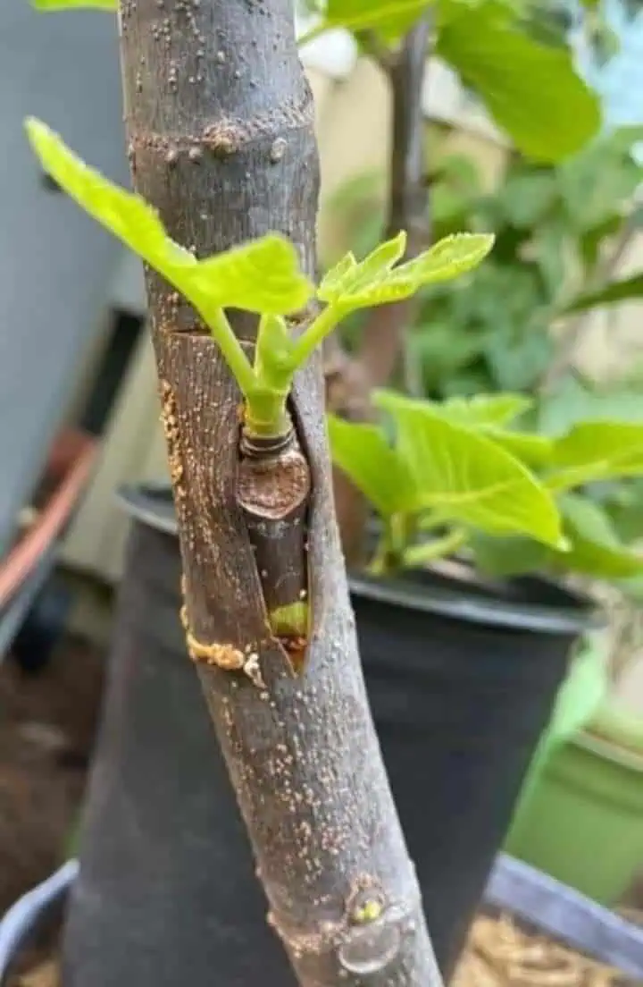 Budding a fruit shrub Budding a fruit shrub