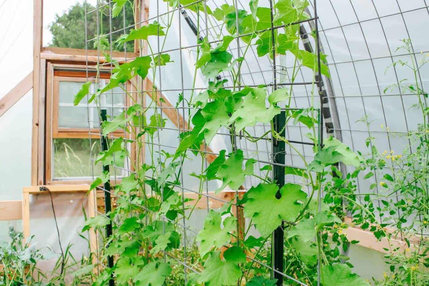 Build a Strong Trellis - Cattle Panel Trellis