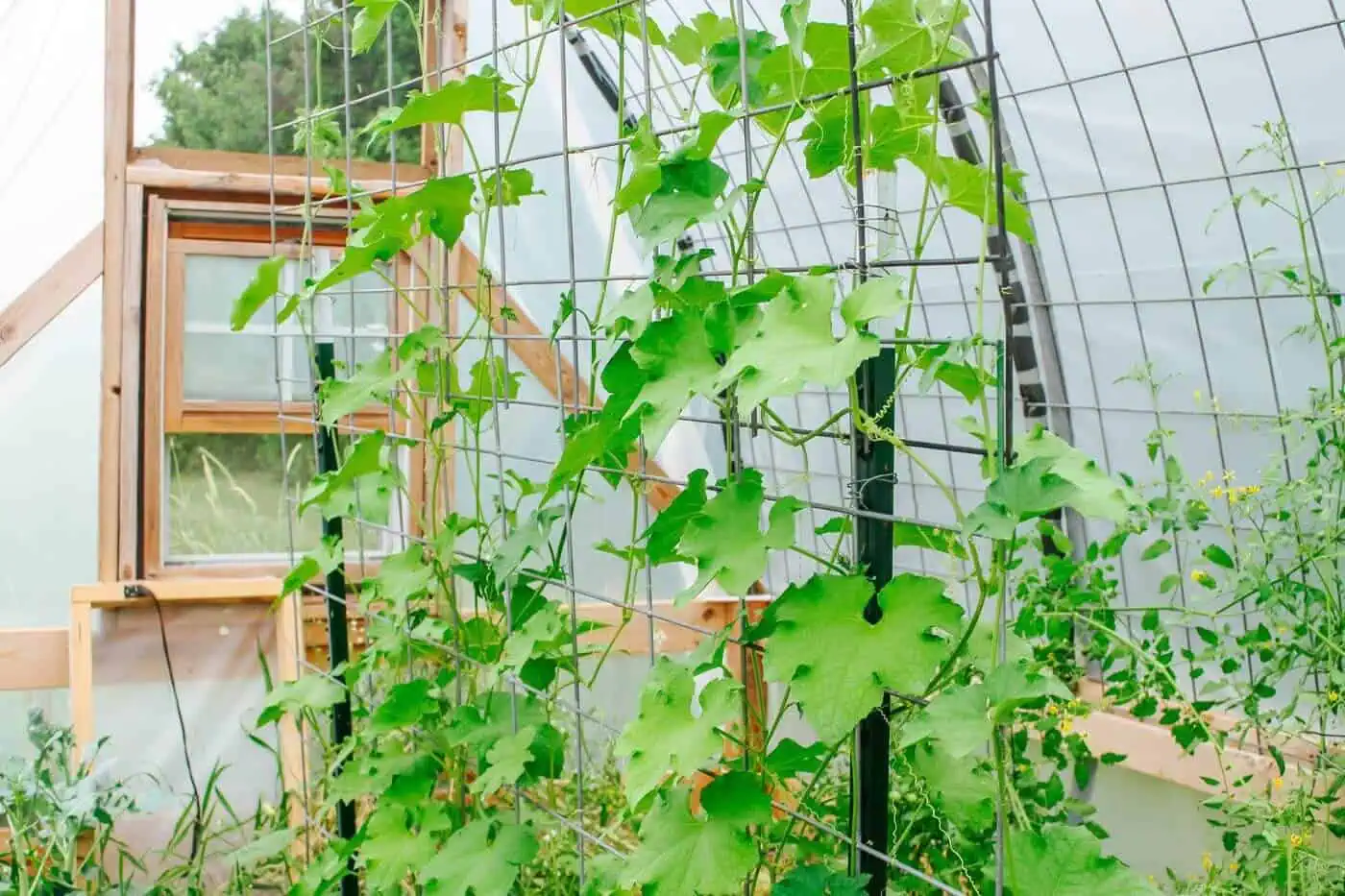 Build a Strong Trellis - Cattle Panel Trellis