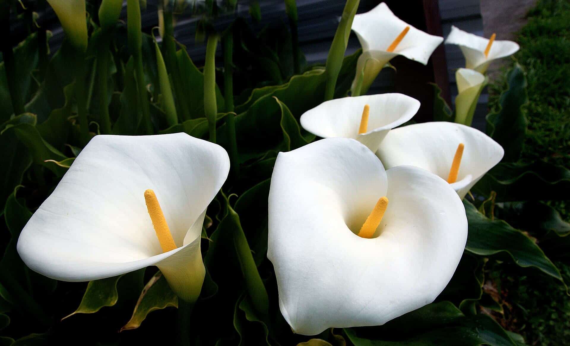 Calla Lily Plant Care Featured