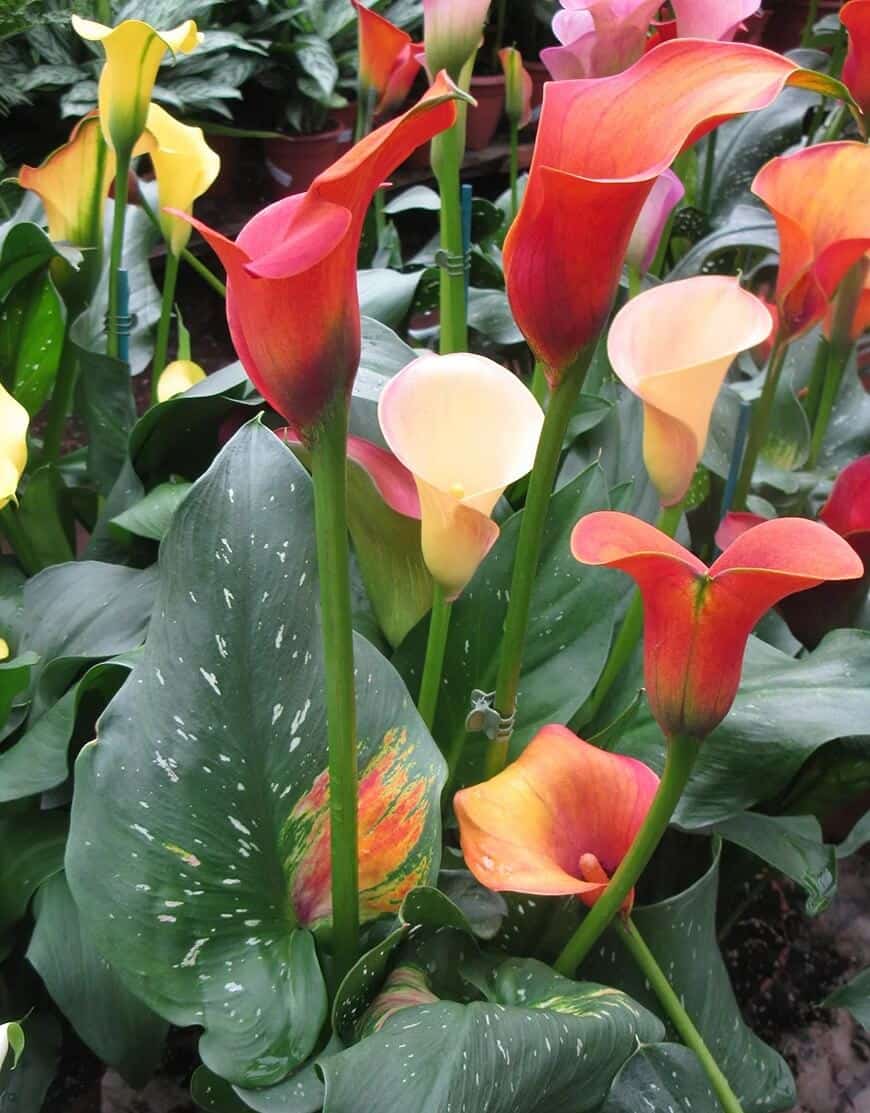 Choosing the Right Calla Lily Variety - Zantedeschia spp. Choosing the Right Calla Lily Variety - Zantedeschia spp.