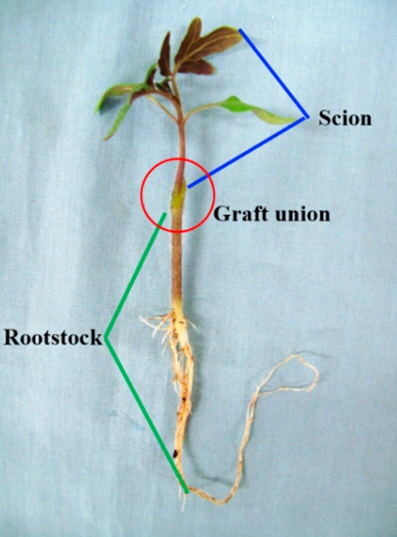Grafting method Propagation by grafting