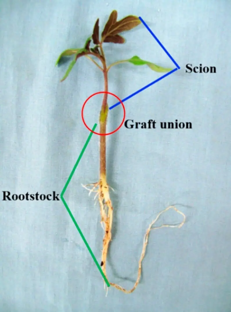 Grafting method Propagation by grafting