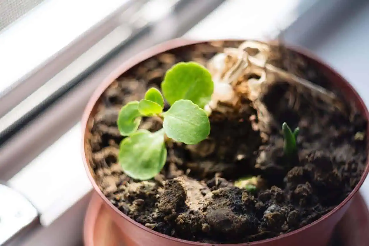 Growing Houseplants from Seed Growing Houseplants from Seed