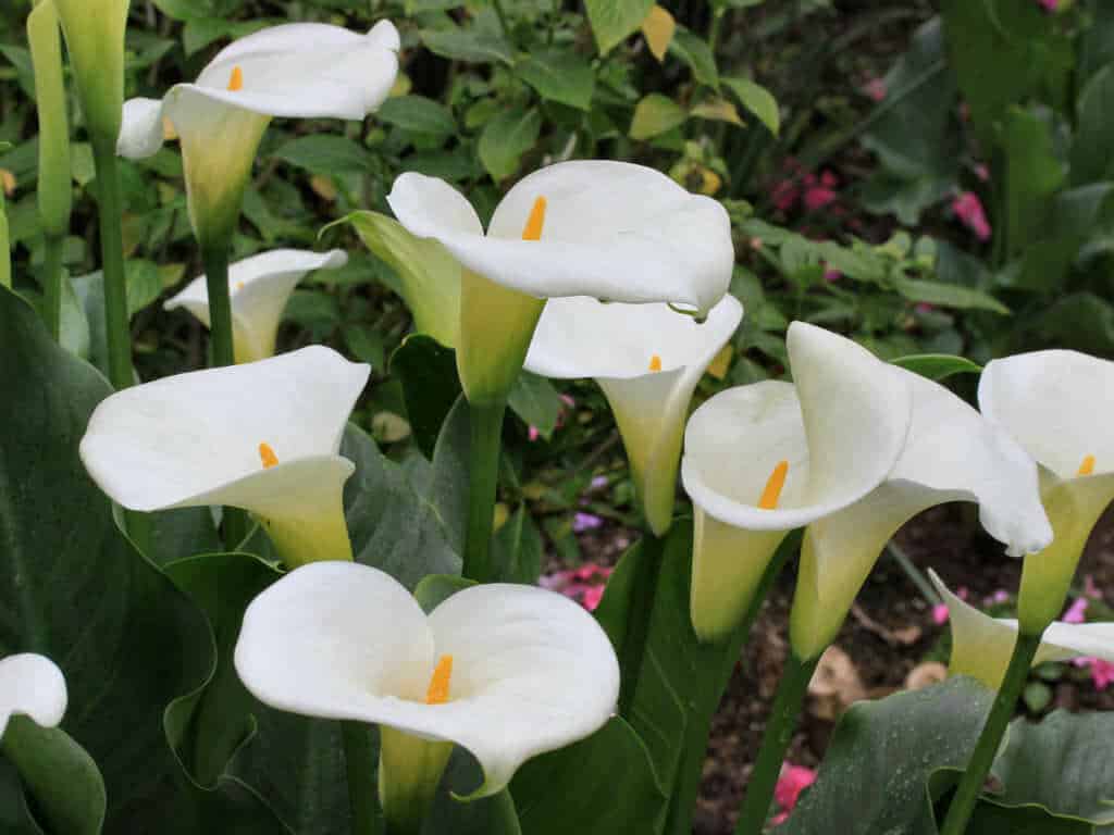 How to Care for Calla Lilies How to Care for Calla Lilies