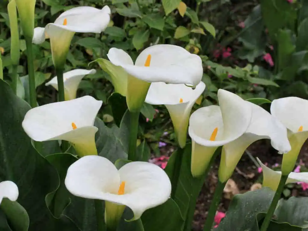 How to Care for Calla Lilies How to Care for Calla Lilies