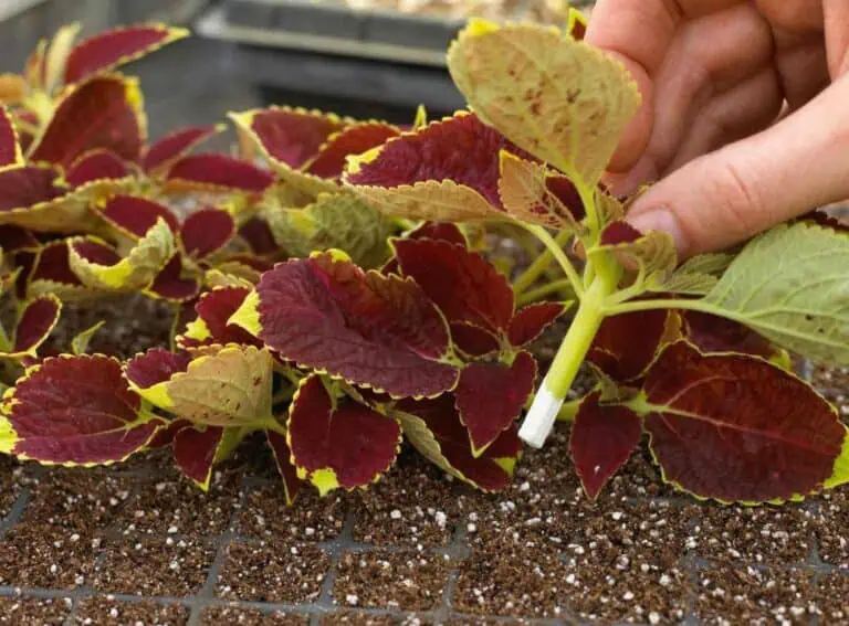 How to Propagate Houseplants Featured