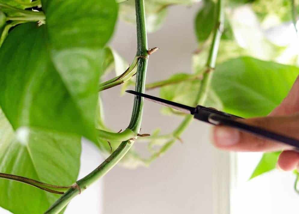 How-to-propagate-pothos How-to-propagate-pothos