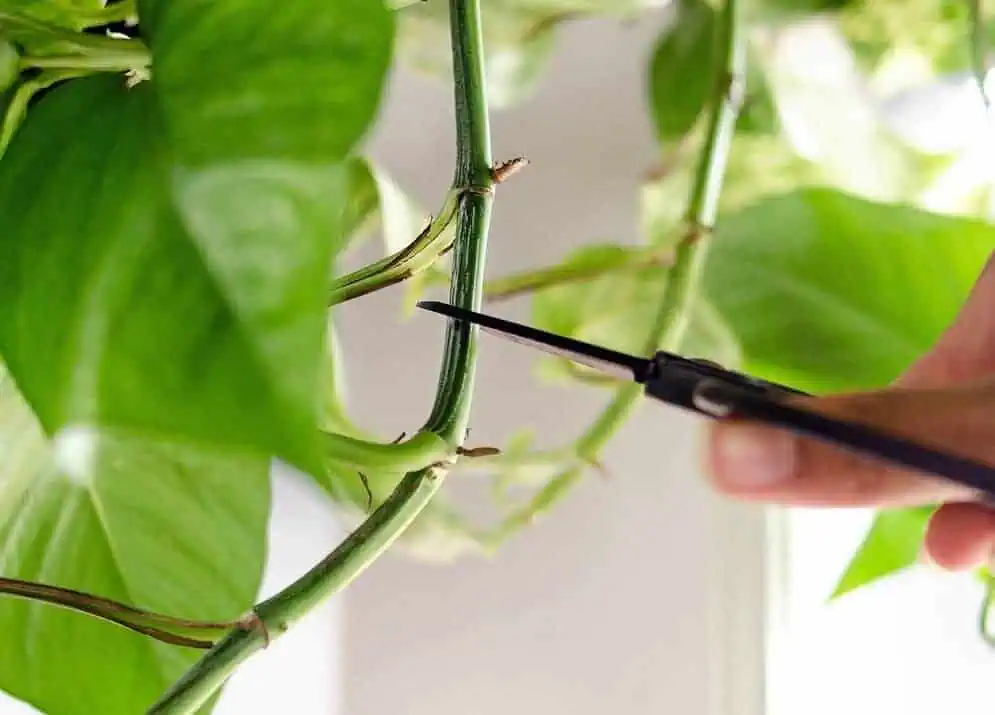 How-to-propagate-pothos How-to-propagate-pothos